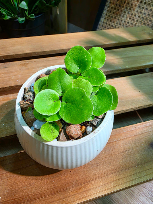 Adiantum reniforme 荷葉蕨