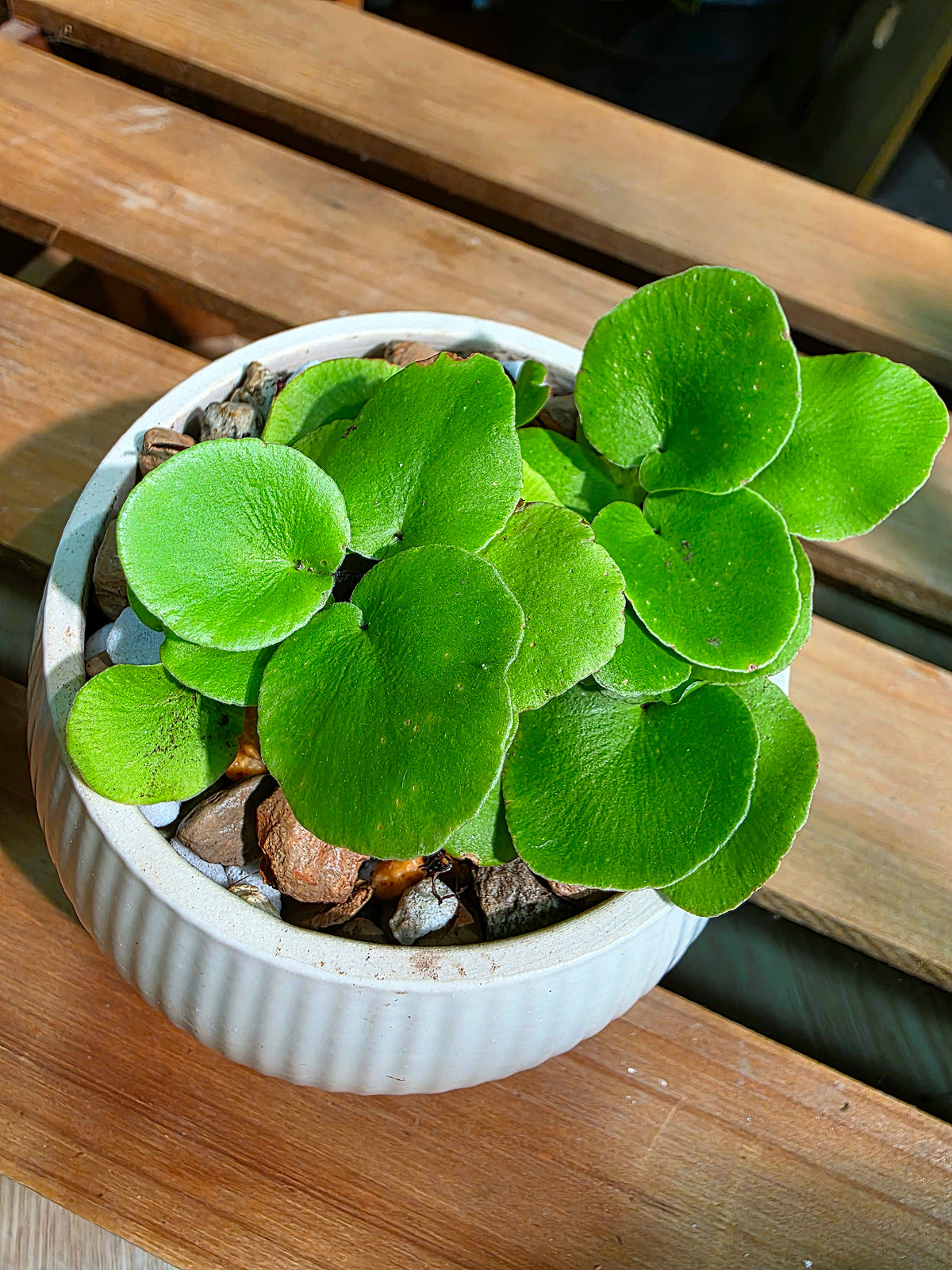 Adiantum reniforme Lotus-leaf Maidenhair