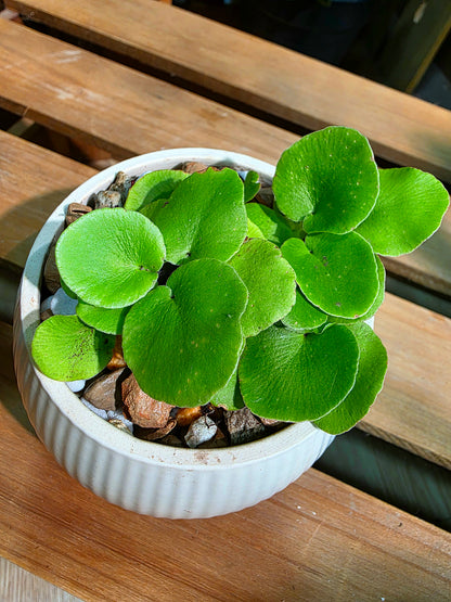 Adiantum reniforme Lotus-leaf Maidenhair