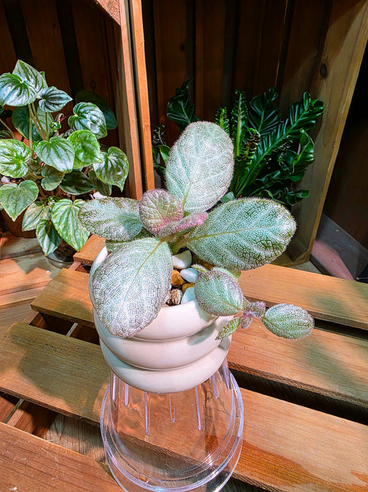 Episcia spp 銀虎喜蔭花