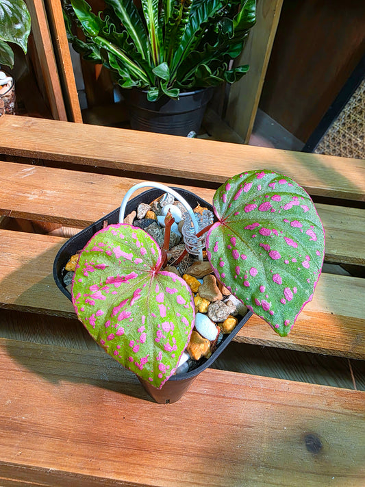 Begonia roseopunctata 圓葉粉點秋海棠