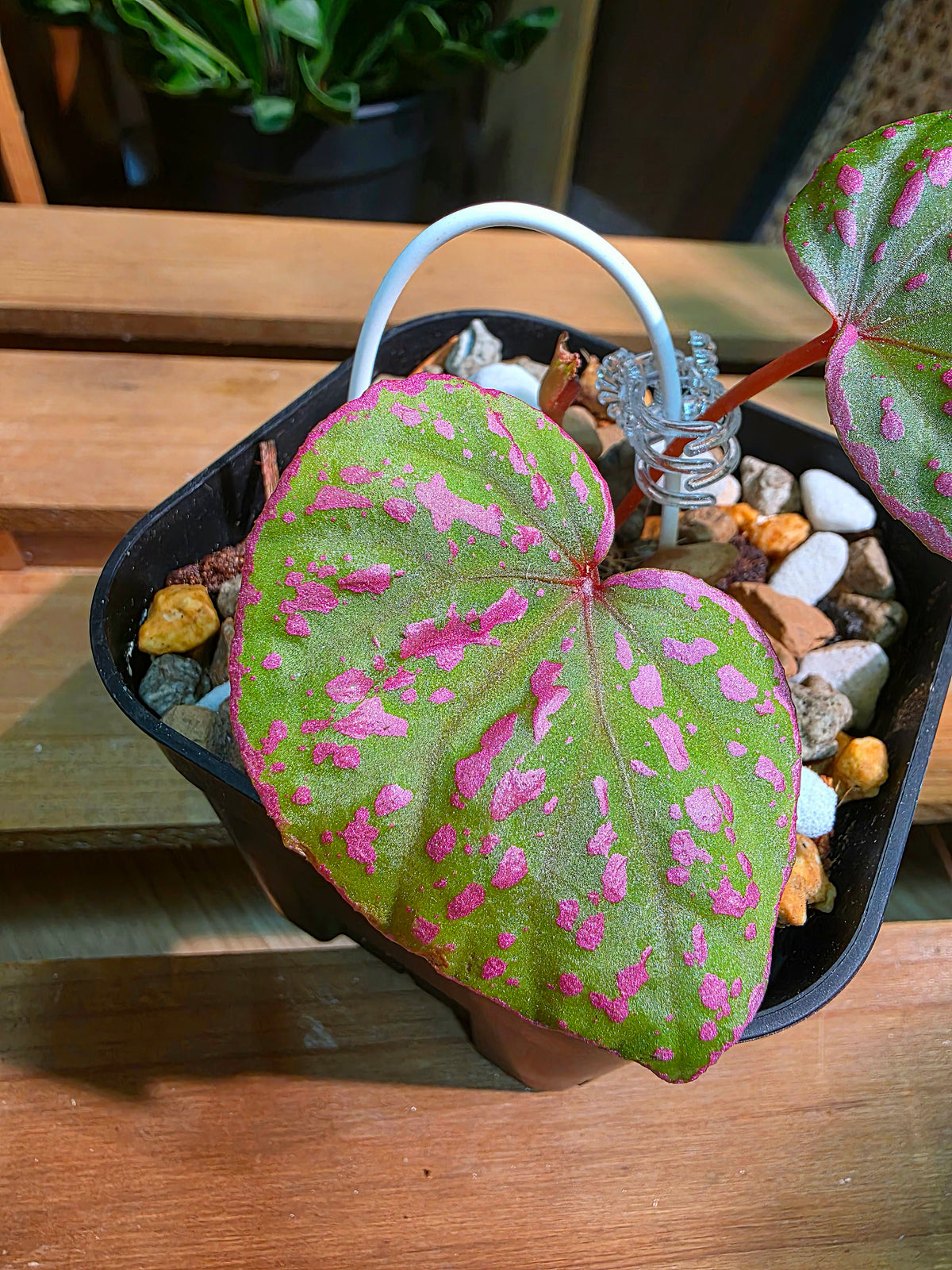 Begonia roseopunctata 圓葉粉點秋海棠
