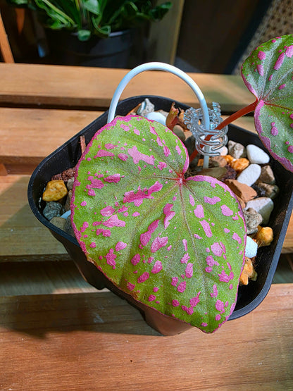 Begonia roseopunctata 圓葉粉點秋海棠