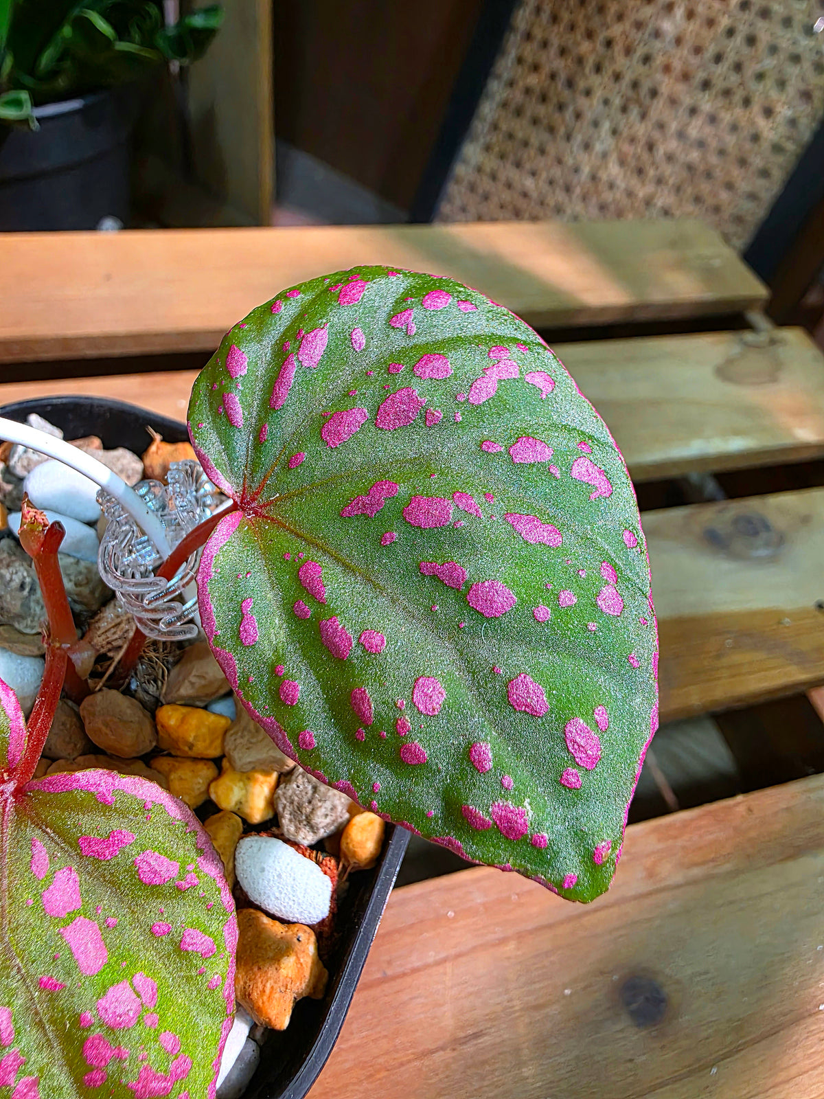 Begonia roseopunctata 圓葉粉點秋海棠