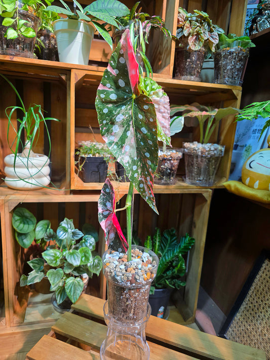 Begonia maculata variegated pink