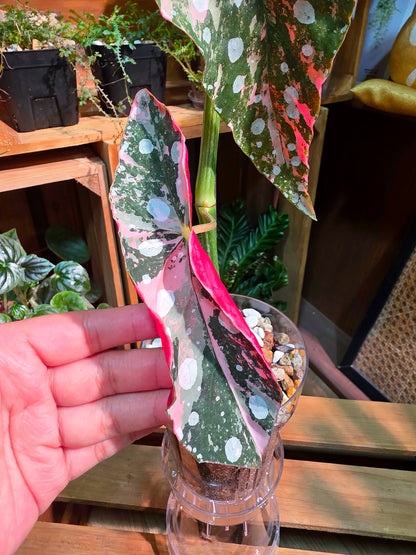 Begonia maculata variegated pink