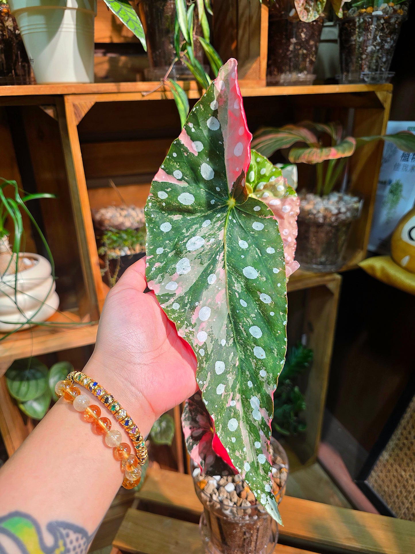 Begonia maculata variegated pink