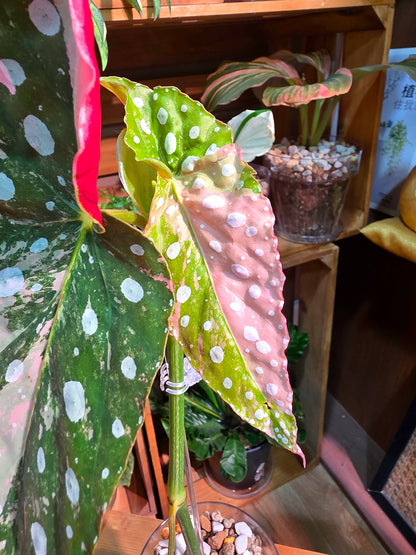 Begonia maculata variegated pink