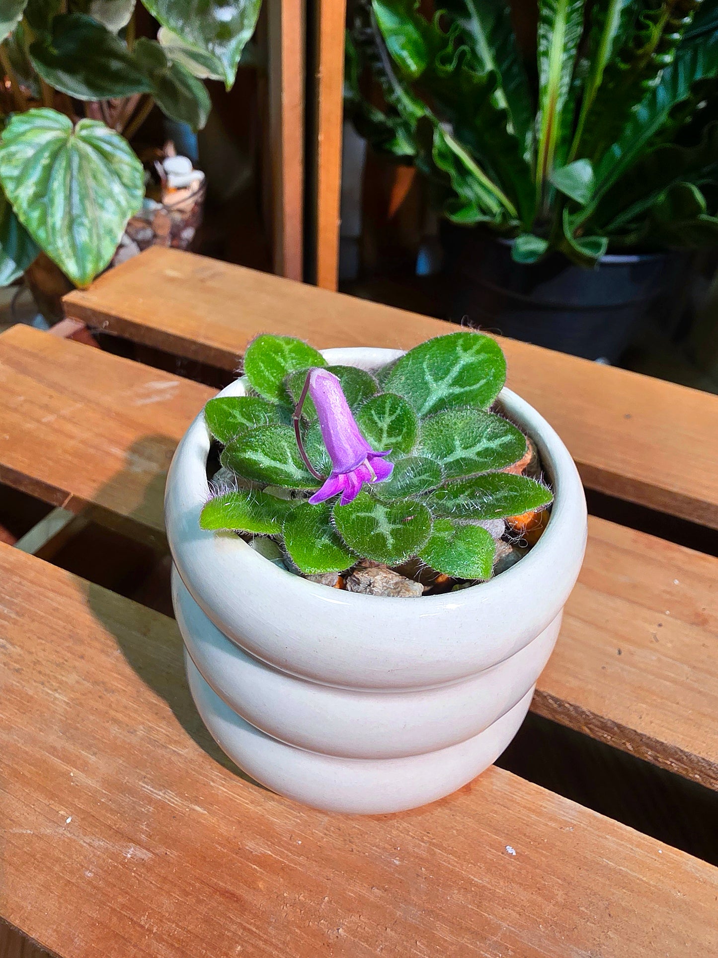 Primulina sinovietnamica