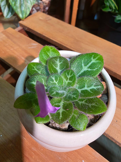 Primulina sinovietnamica