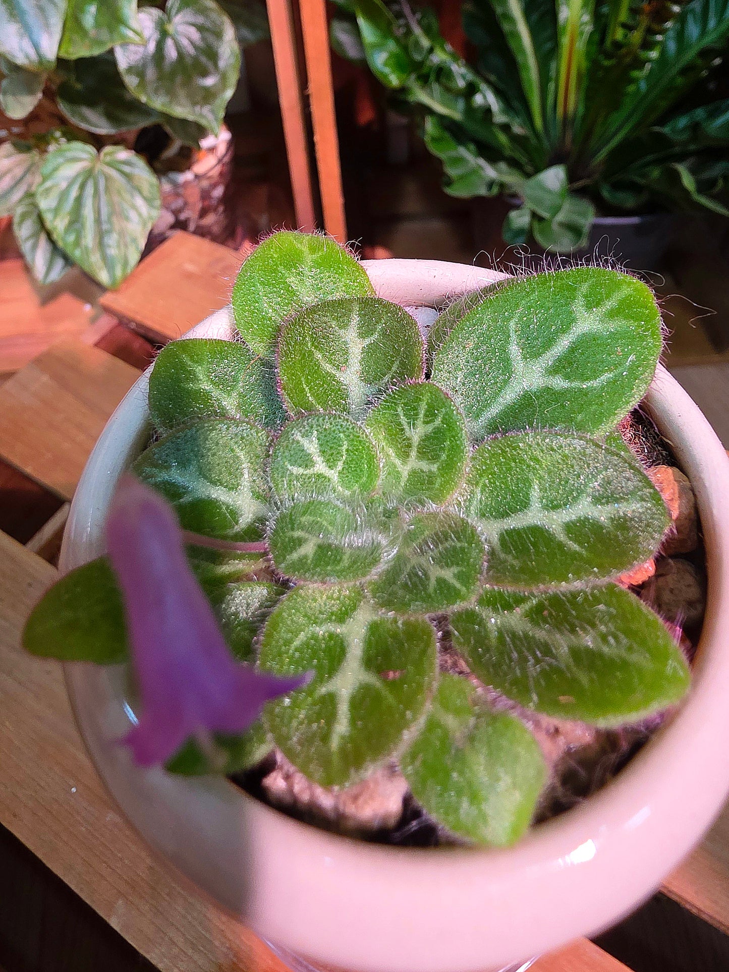 Primulina sinovietnamica