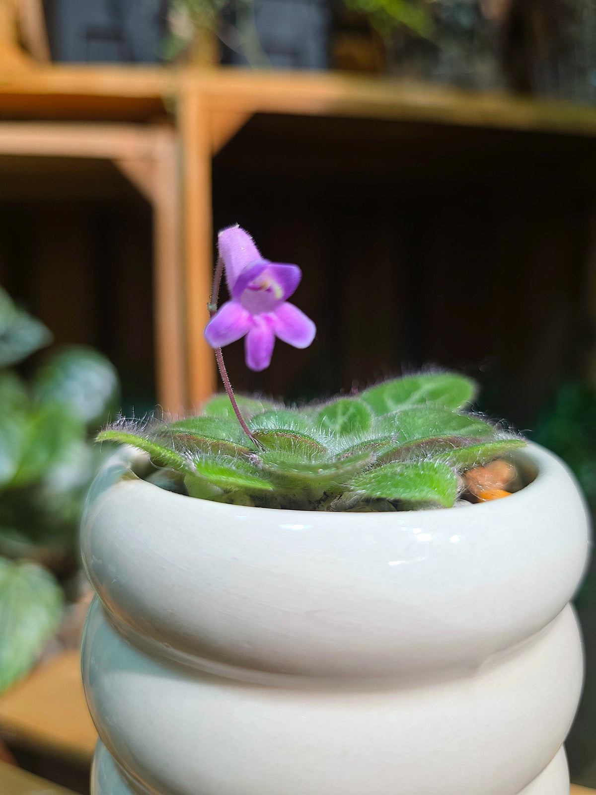 Primulina sinovietnamica