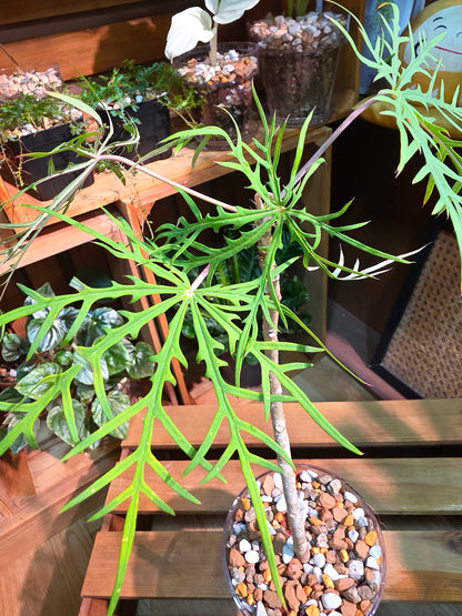 Jatropha Multifida 裂葉珊瑚