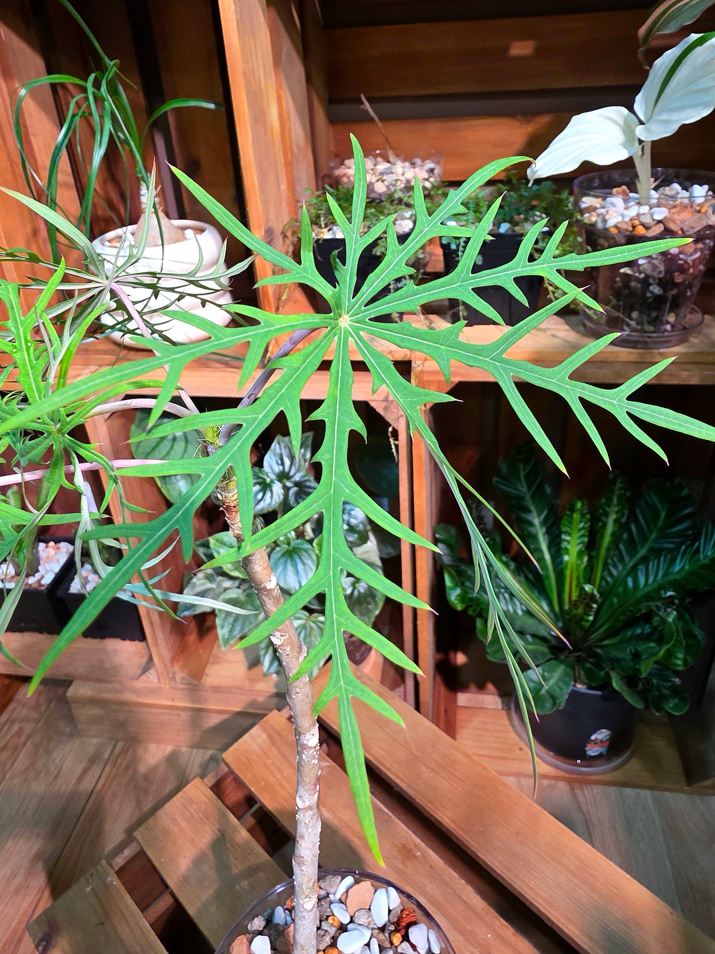 Jatropha Multifida 裂葉珊瑚