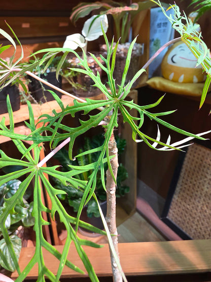 Jatropha Multifida 裂葉珊瑚