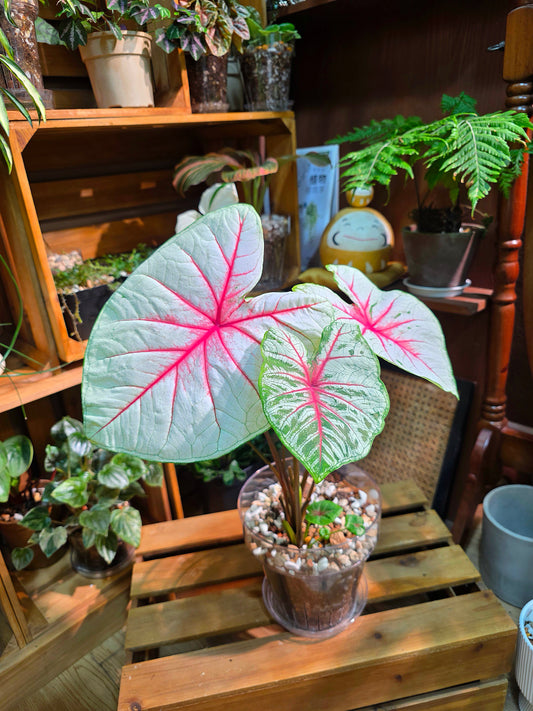 Caladium Fantasy 幻想曲彩葉芋