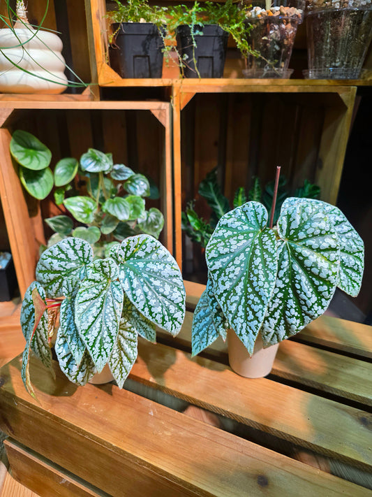 Begonia snow capped 富士山秋海棠