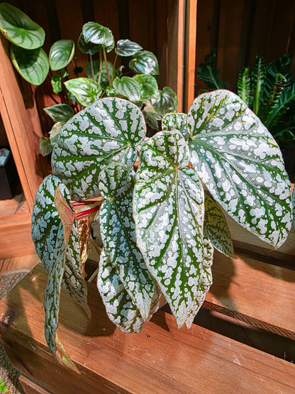 Begonia snow capped Fuji