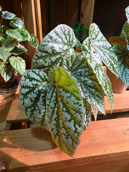 Begonia snow capped Fuji