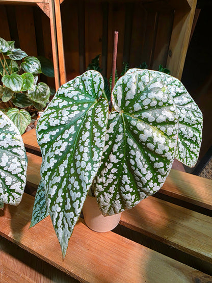 Begonia snow capped Fuji