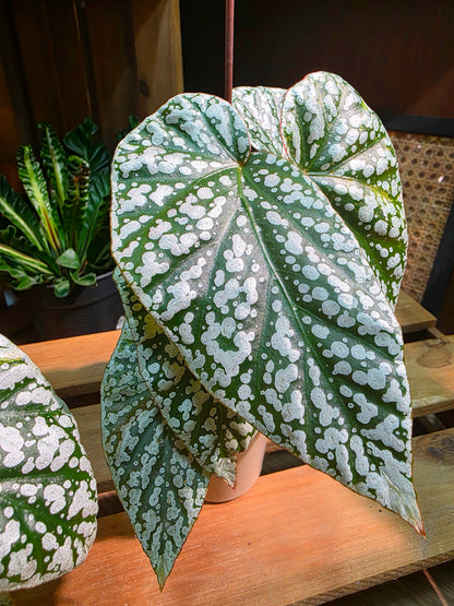 Begonia snow capped Fuji