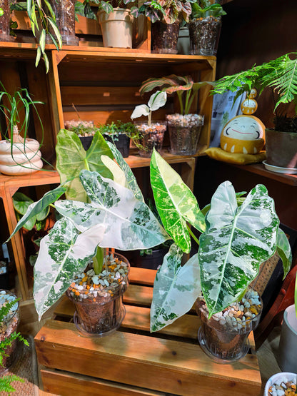 Alocasia frydek variegated 斑葉絨葉海芋