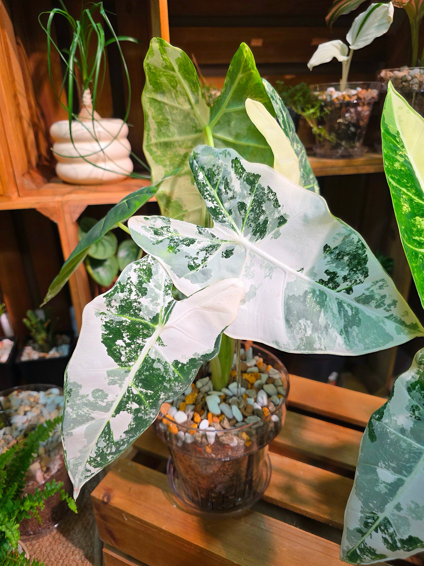 Alocasia frydek variegated 斑葉絨葉海芋