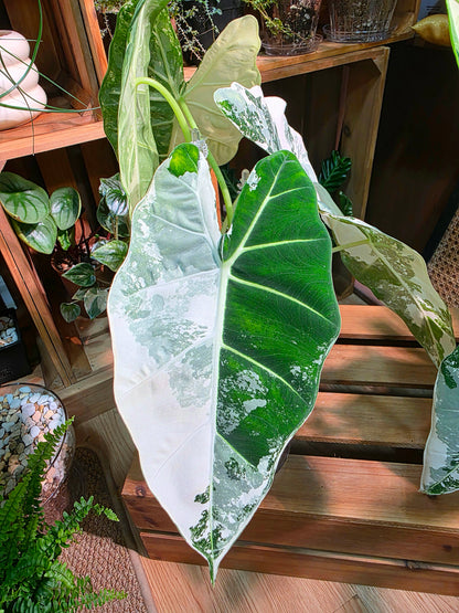 Alocasia frydek variegated 斑葉絨葉海芋
