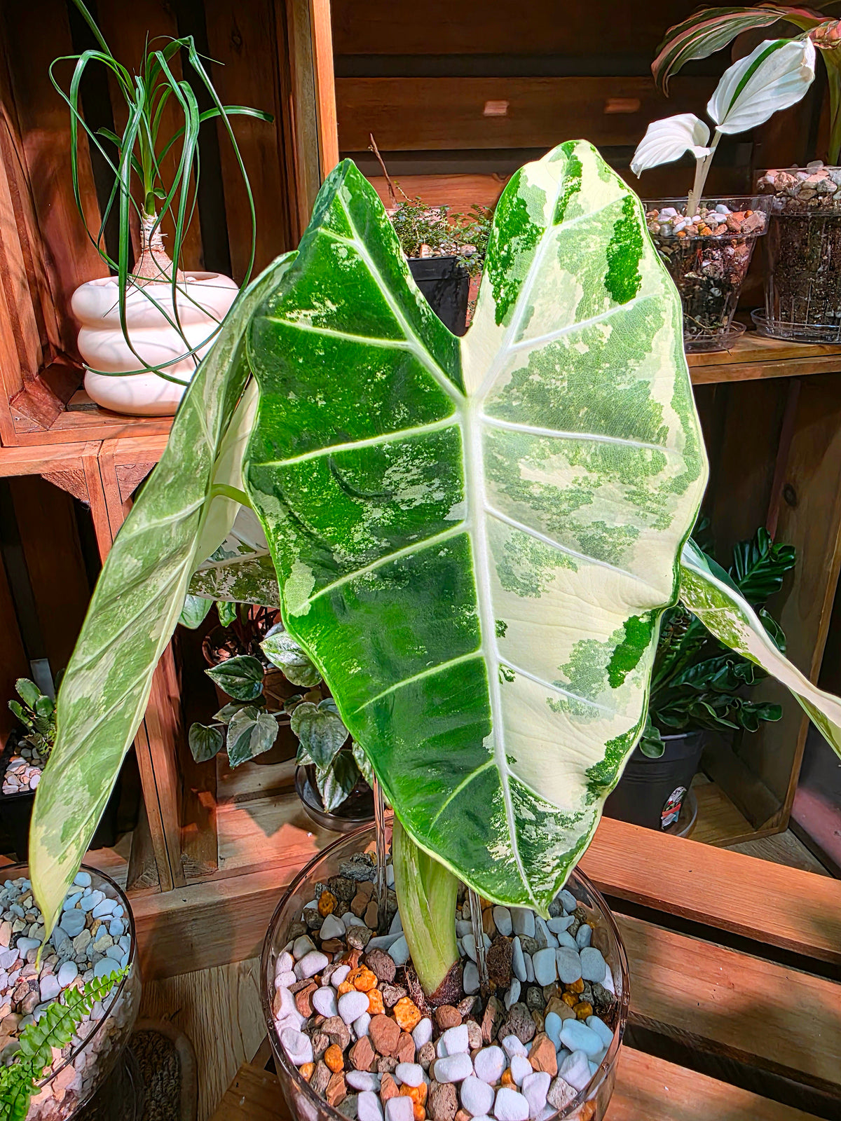 Alocasia frydek variegated 斑葉絨葉海芋