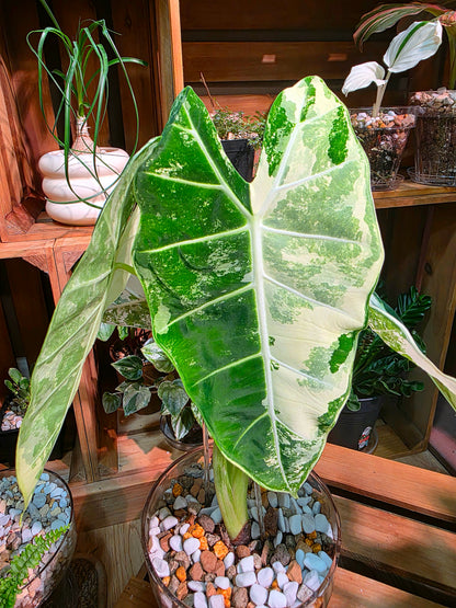 Alocasia frydek variegated 斑葉絨葉海芋