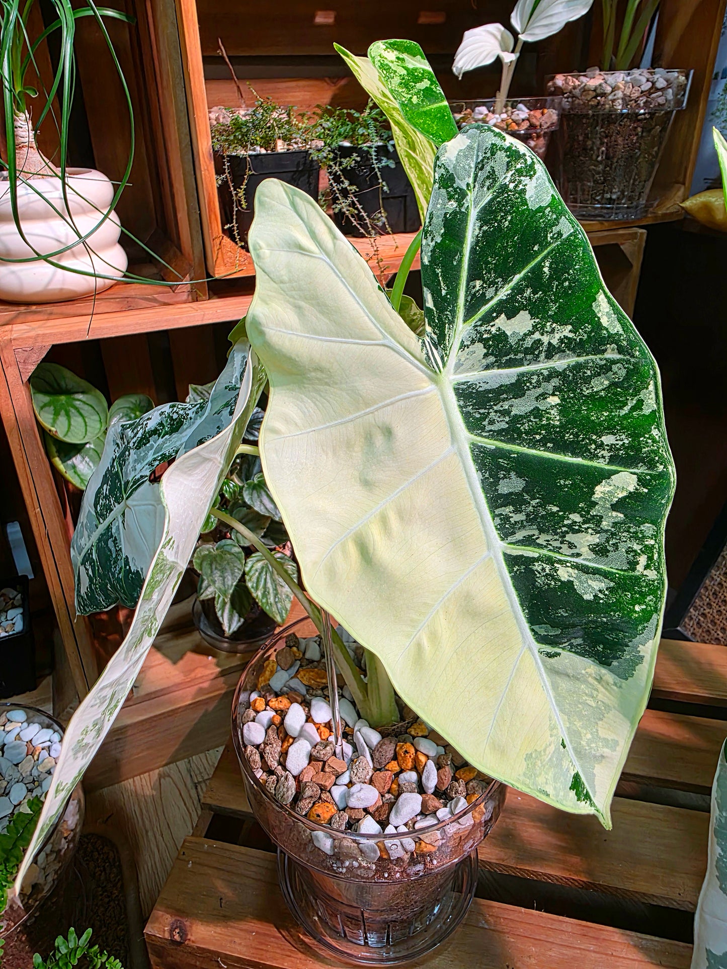 Alocasia frydek variegated 斑葉絨葉海芋
