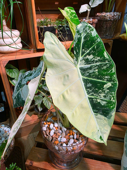 Alocasia frydek variegated 斑葉絨葉海芋
