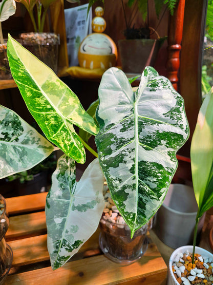 Alocasia frydek variegated 斑葉絨葉海芋