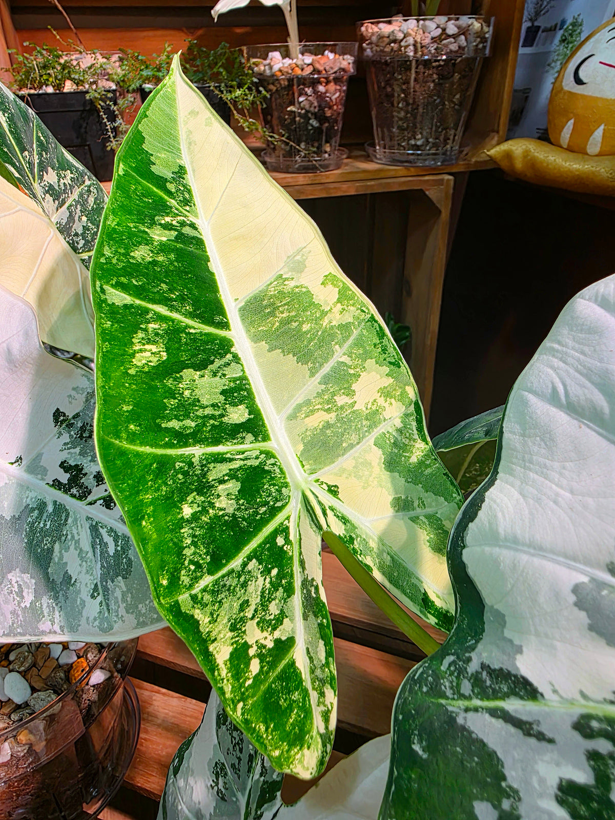 Alocasia frydek variegated 斑葉絨葉海芋