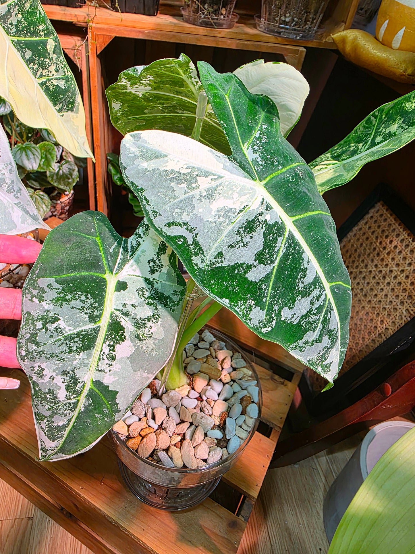 Alocasia frydek variegated 斑葉絨葉海芋