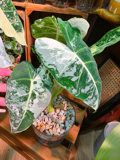 Alocasia frydek variegated 斑葉絨葉海芋