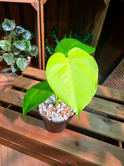 Monstera deliciosa Lime LY 三黃龜背竹