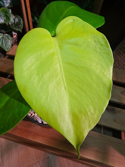 Monstera deliciosa Lime LY 三黃龜背竹