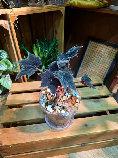 Begonia black velvet 黑天鵝絨秋海棠