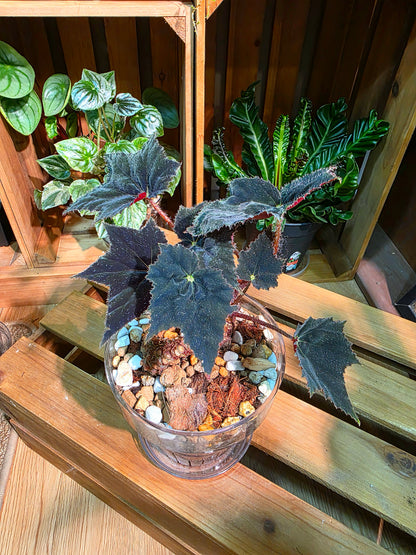 Begonia black velvet 黑天鵝絨秋海棠