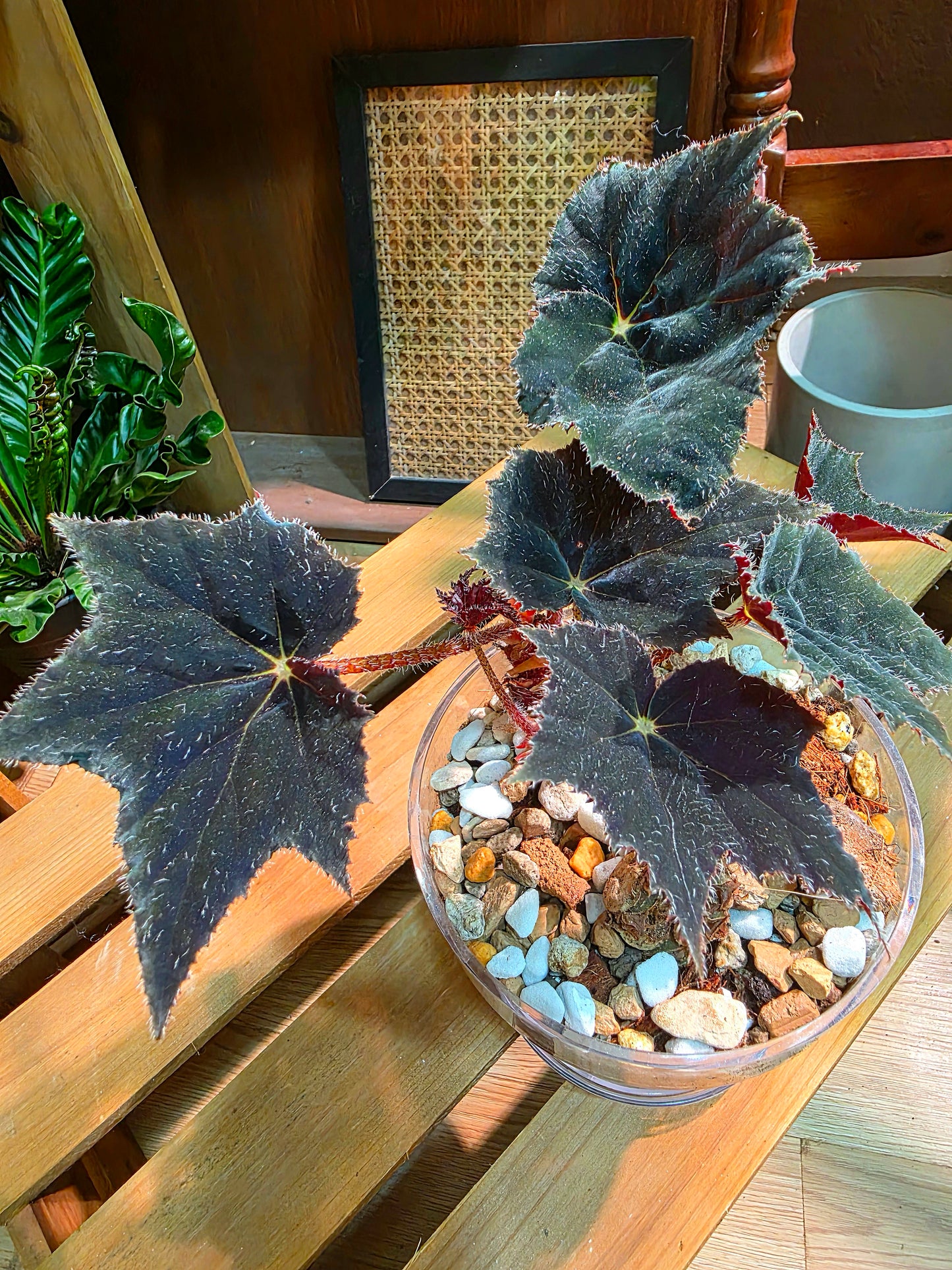 Begonia black velvet 黑天鵝絨秋海棠