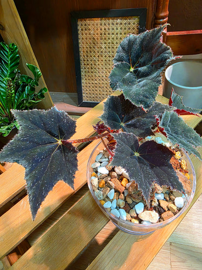 Begonia black velvet 黑天鵝絨秋海棠
