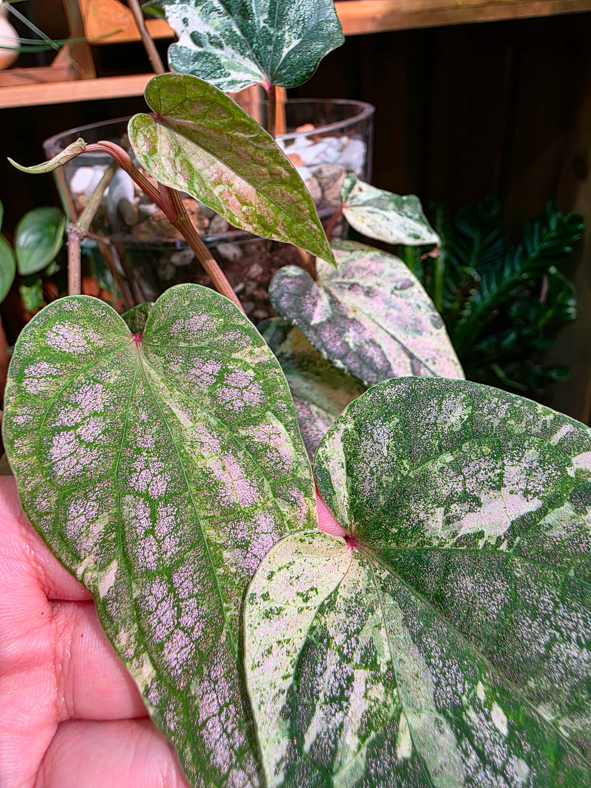 Piper sylvaticum pink variegated 粉錦水晶胡椒
