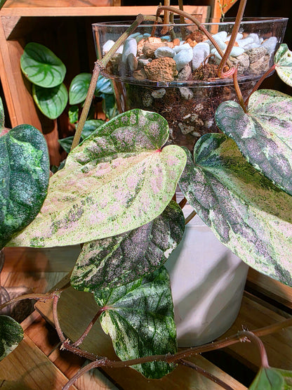 Piper sylvaticum pink variegated 粉錦水晶胡椒