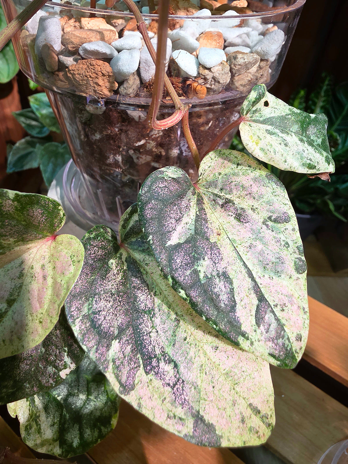 Piper sylvaticum pink variegated 粉錦水晶胡椒