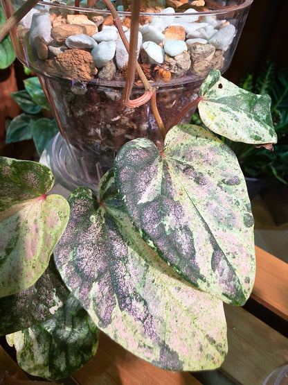Piper sylvaticum pink variegated 粉錦水晶胡椒