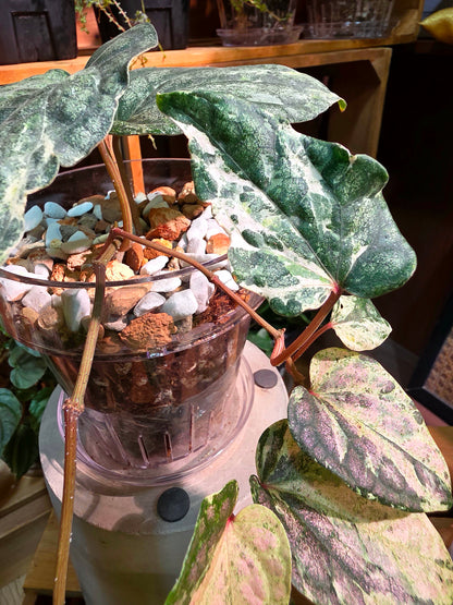 Piper sylvaticum pink variegated 粉錦水晶胡椒