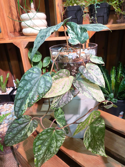 Piper sylvaticum pink variegated 粉錦水晶胡椒