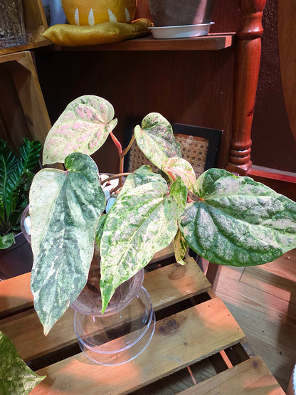 Piper sylvaticum pink variegated 粉錦水晶胡椒