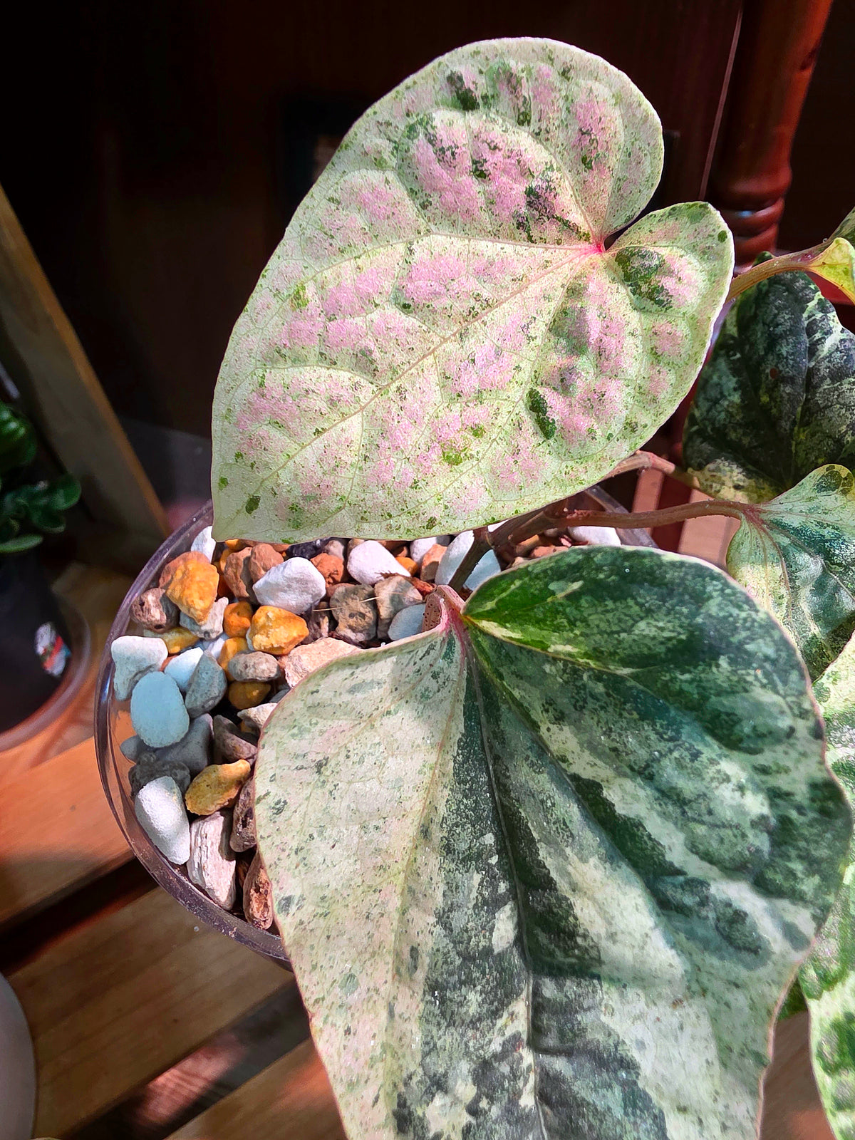 Piper sylvaticum pink variegated 粉錦水晶胡椒